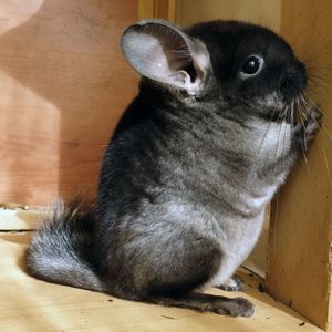 Маленький самец шиншиллы Черный бархат носитель эбони