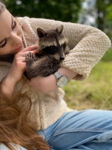 Ручной енотик полоскун, малыши от 1,5месецев, девочка енот, малючик енотик