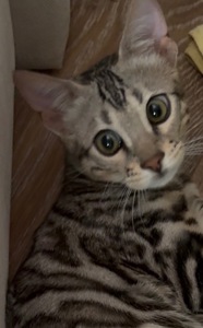 Кошенята Бенгалы