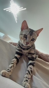Кошенята Бенгалы