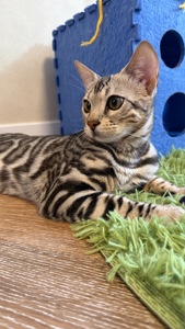 Кошенята Бенгалы