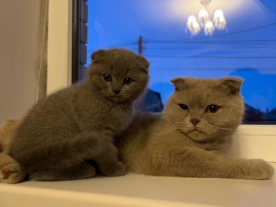 Породисті шотландські кошенята (висловухі та прямовухі) — сірі плюшеві котики