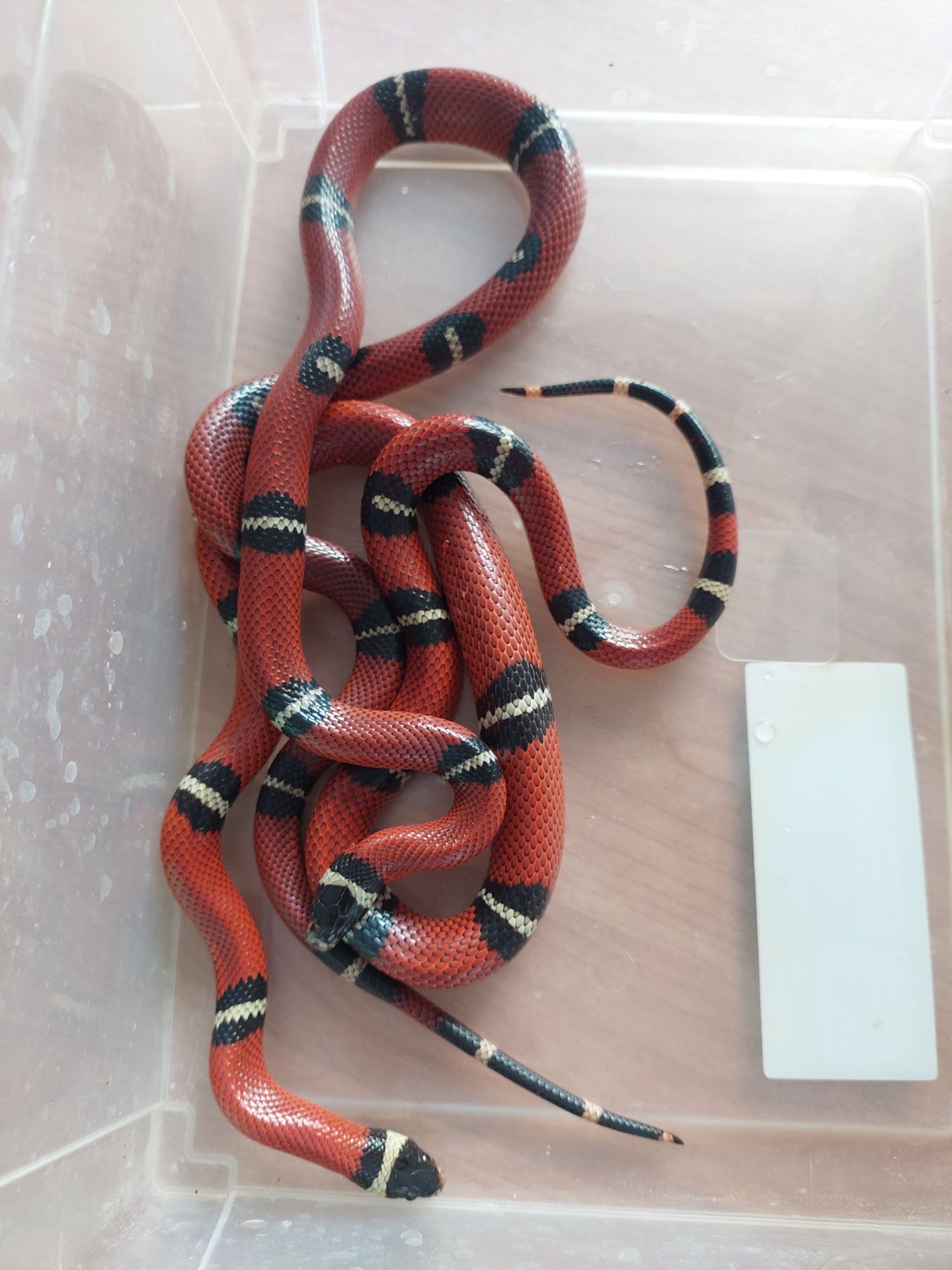 Пара змій Lampropeltis Sinaloe
