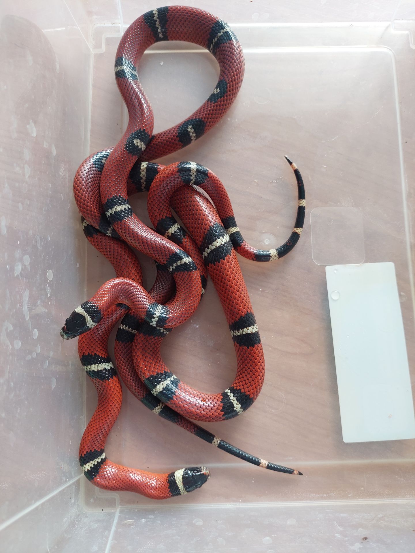 Пара змій Lampropeltis Sinaloe