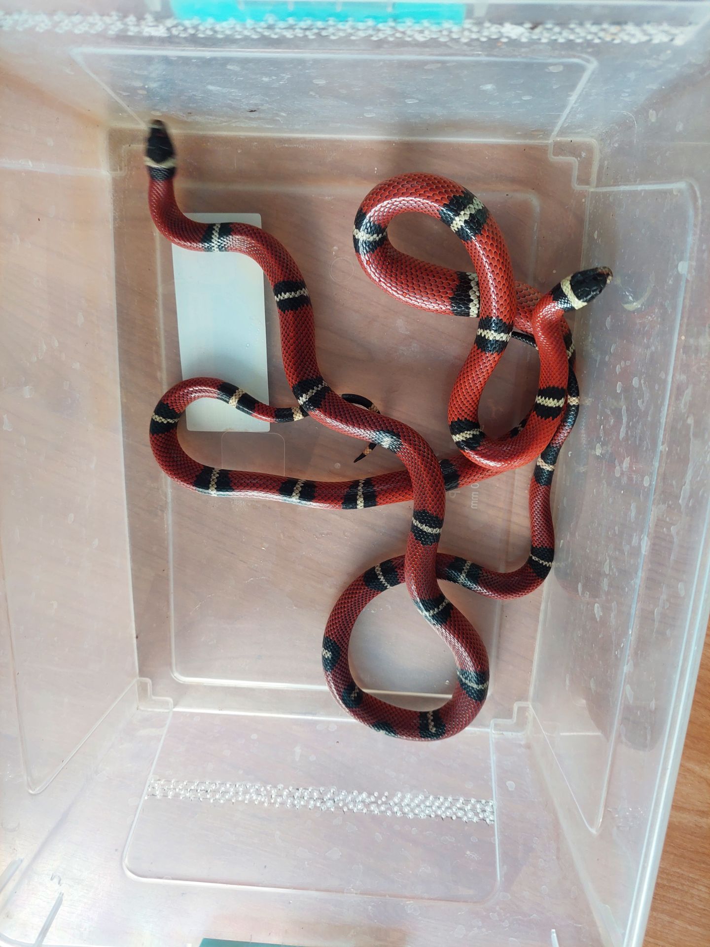 Пара змій Lampropeltis Sinaloe