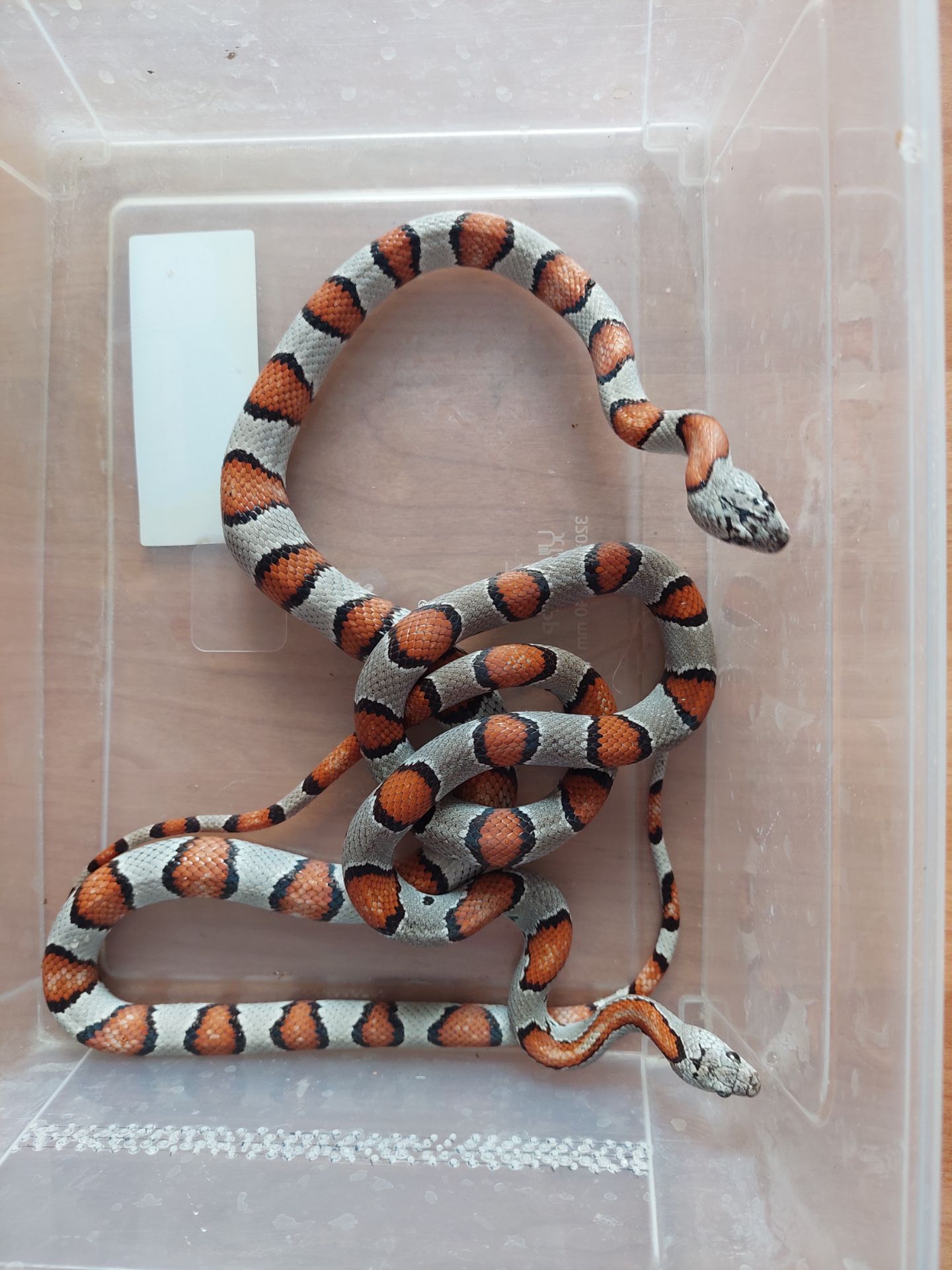 Пара змій Lampropeltis Alterna