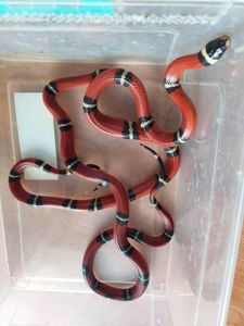 Пара змій Lampropeltis Sinaloe