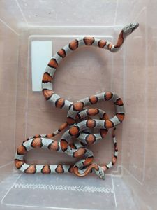 Пара змій Lampropeltis Alterna