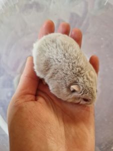 Дорослий, але не старий, хом фенотип Бузок