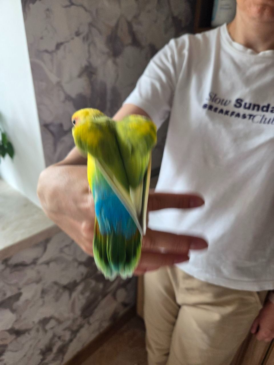 Подаруємо папужку