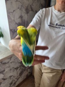 Подаруємо папужку