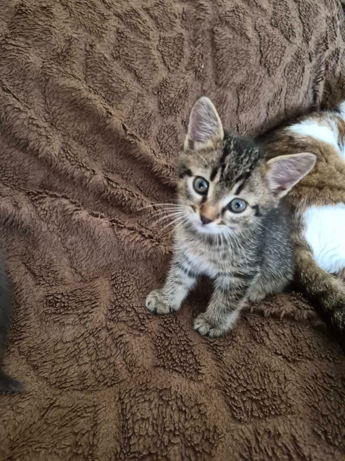 Кошеня дівчинка, 1, 5 місяці