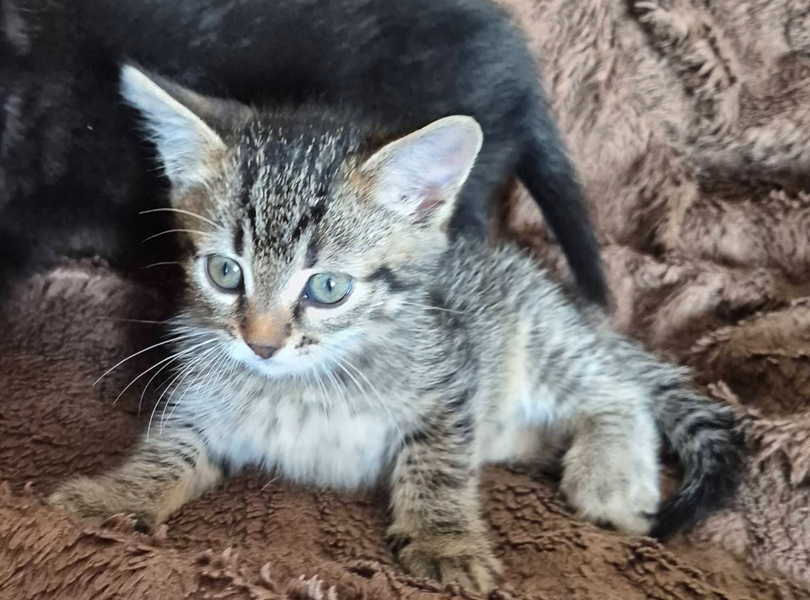 Кошеня дівчинка, 1, 5 місяці
