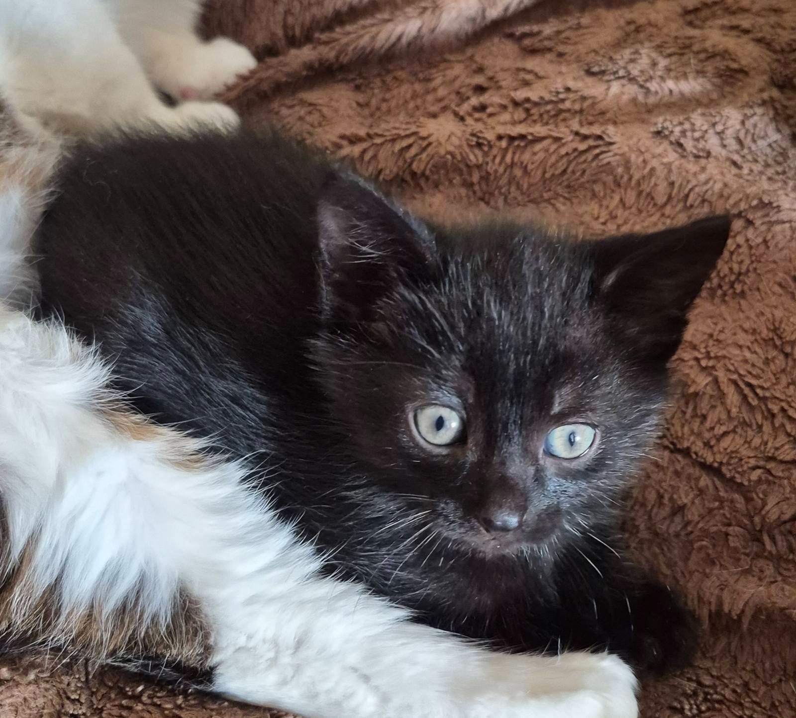 Кошеня хлопчик, 1,5 місяці