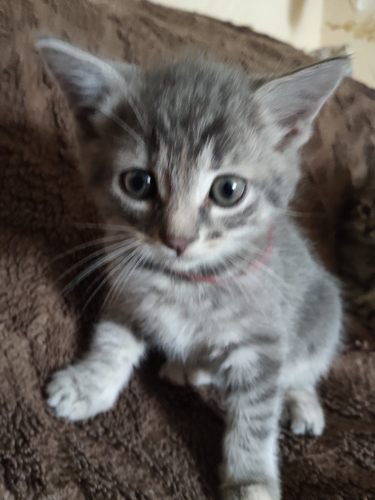 Кошеня дівчинка, 1, 5 місяці
