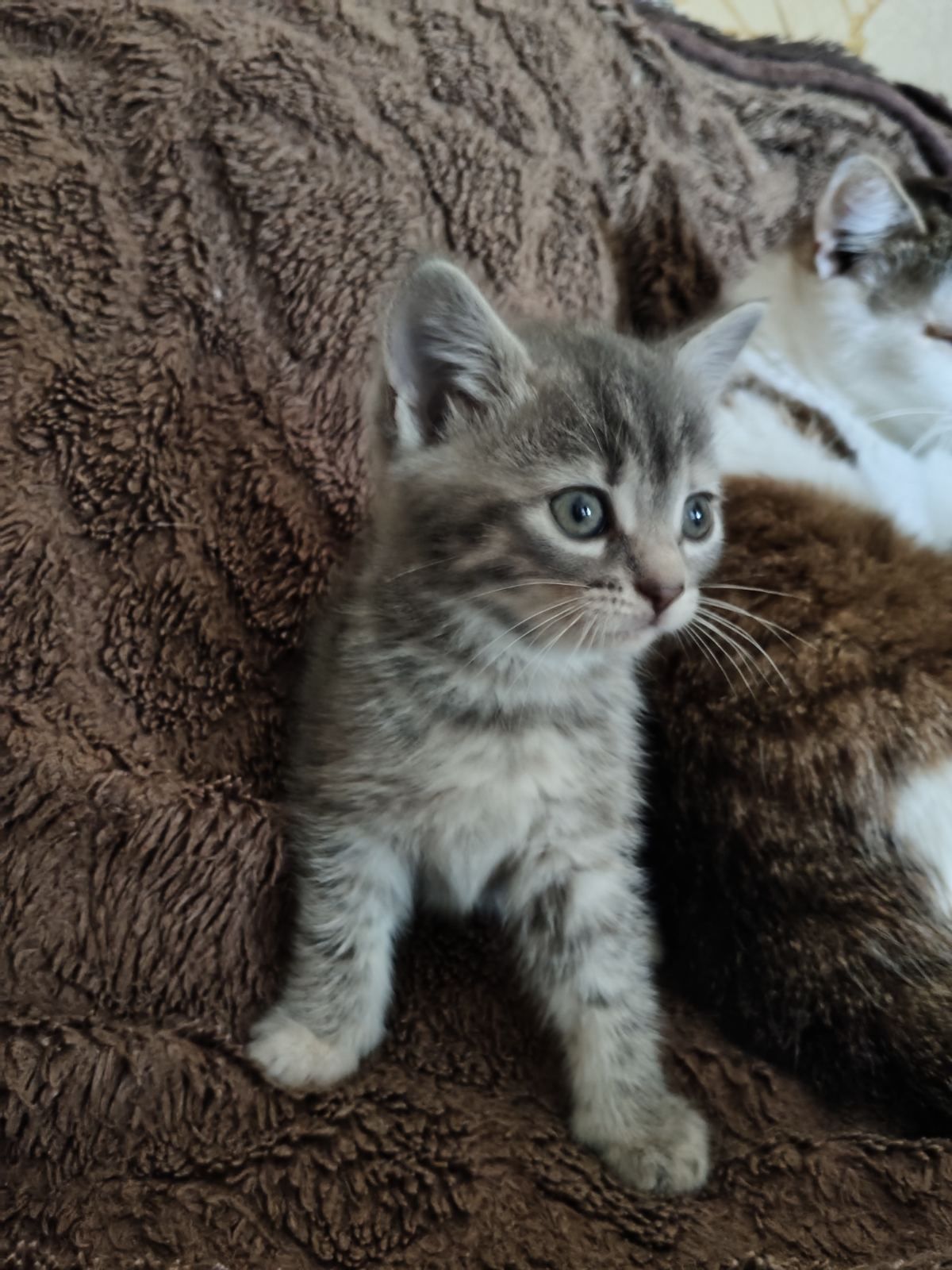 Кошеня дівчинка, 1, 5 місяці