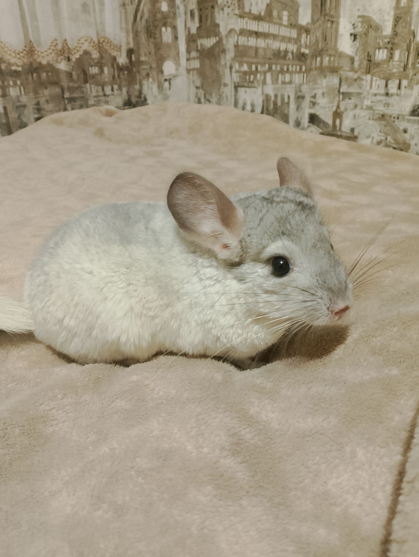 Шиншила (хлопчик)