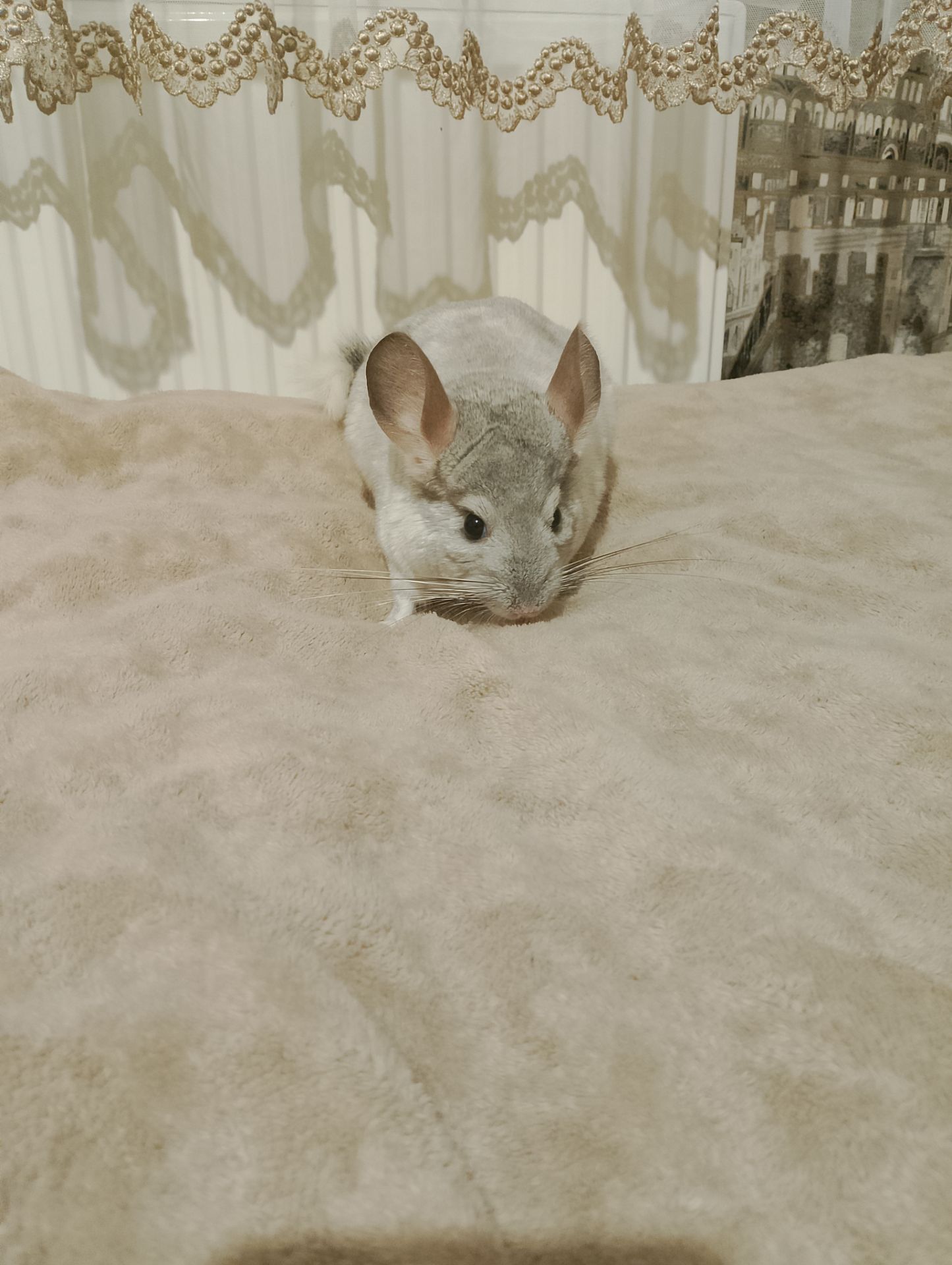 Шиншила (хлопчик)