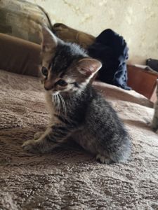 Кошеня дівчинка, 1, 5 місяці