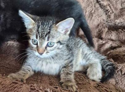 Кошеня дівчинка, 1, 5 місяці