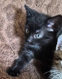 Кошеня хлопчик, 1,5 місяці