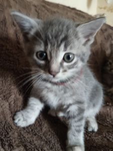 Кошеня дівчинка, 1, 5 місяці