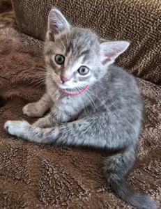 Кошеня дівчинка, 1, 5 місяці