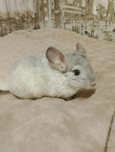 Шиншила (хлопчик)