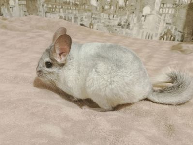 Шиншила (хлопчик)