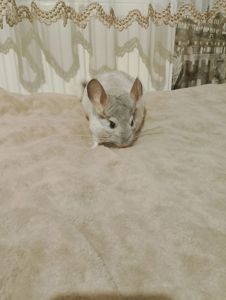 Шиншила (хлопчик)