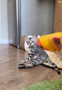 Кошеня срібло бенгал
