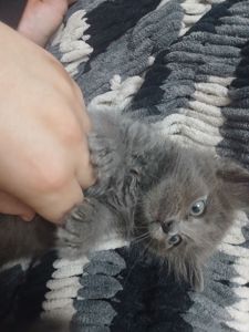 Продам дівчинку