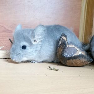 Маленький самец шиншиллы Сапфир носитель ангоры и эбони (возможно, носитель фиолета)