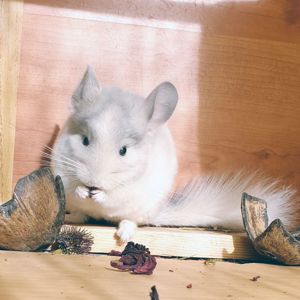 Маленький самец шиншиллы Белый фиолет эбони носитель ангоры