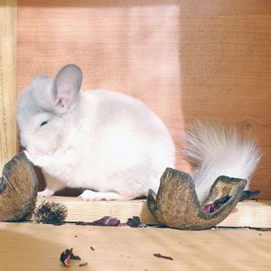 Маленький самец шиншиллы Белый фиолет эбони носитель ангоры