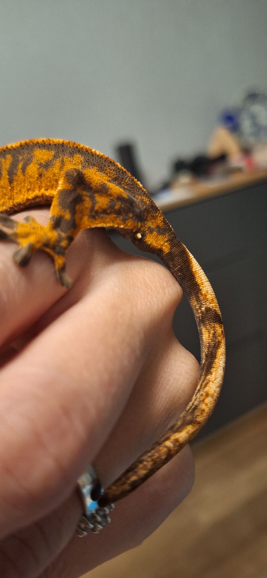 Гекончик хлопчик