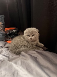 Шотландская вислоухая кошечка скоттиш фолд котенок чистокровный