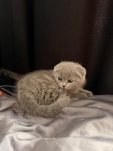 Шотландская вислоухая кошечка скоттиш фолд котенок чистокровный