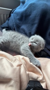 Шотландская вислоухая кошечка скоттиш фолд котенок чистокровный