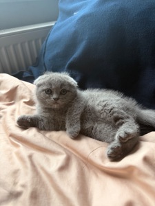Шотландская вислоухая кошечка скоттиш фолд котенок чистокровный