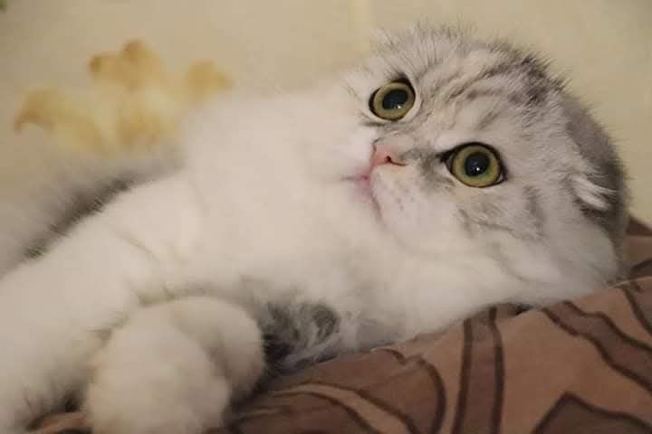 Елітна киця Хайленд фолд