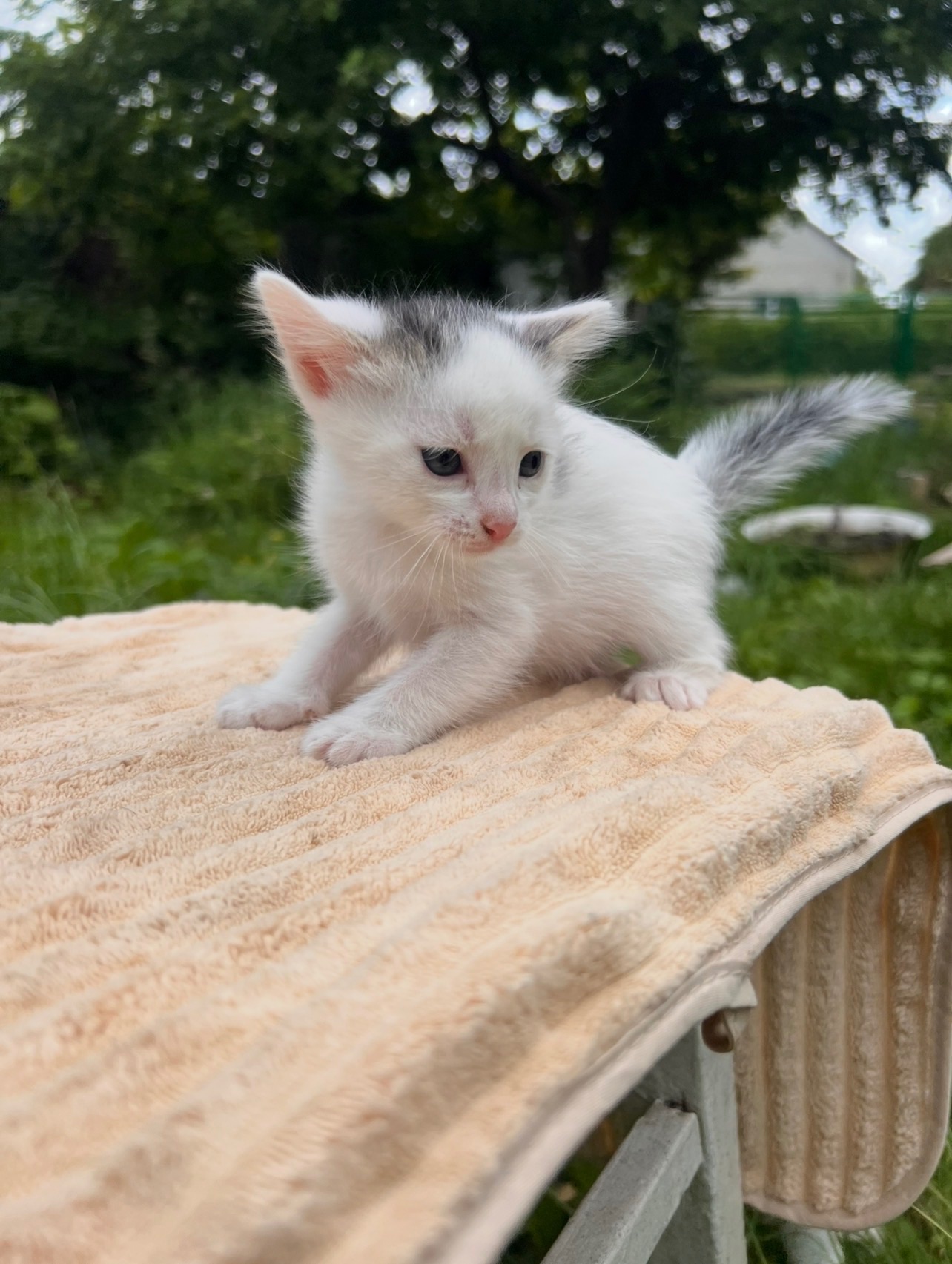 Кошенята без породи, дивовижні