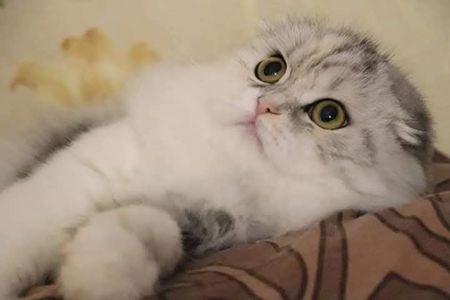 Елітна киця Хайленд фолд
