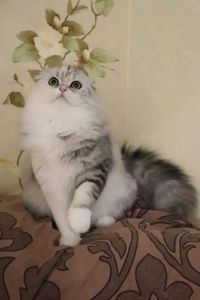 Елітна киця Хайленд фолд