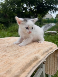 Кошенята без породи, дивовижні