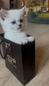 Біла шиншила