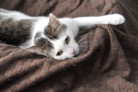 Кошеня Саша