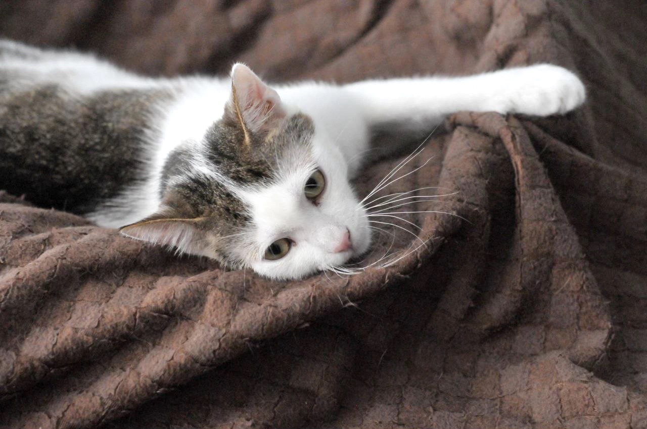 Кошеня Саша