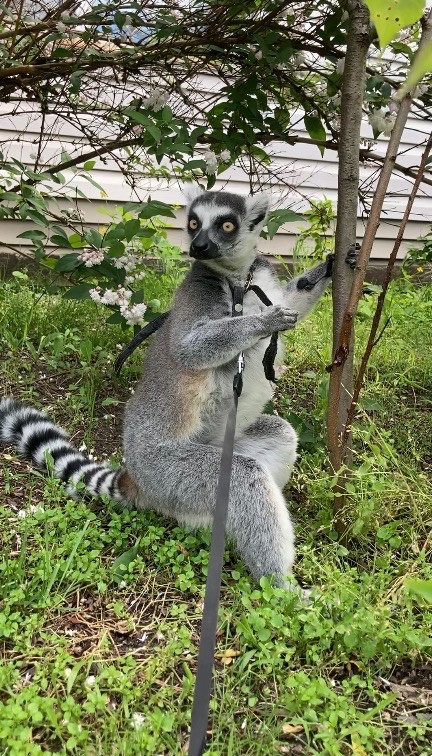 Кошачий лемур