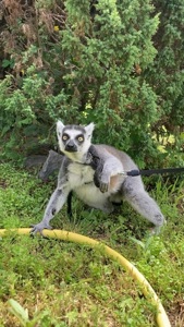 Кошачий лемур